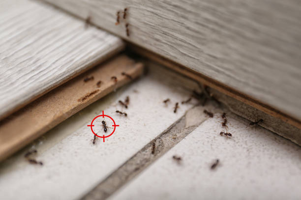 Best Pest Prevention Services  in Gouldtown, NJ